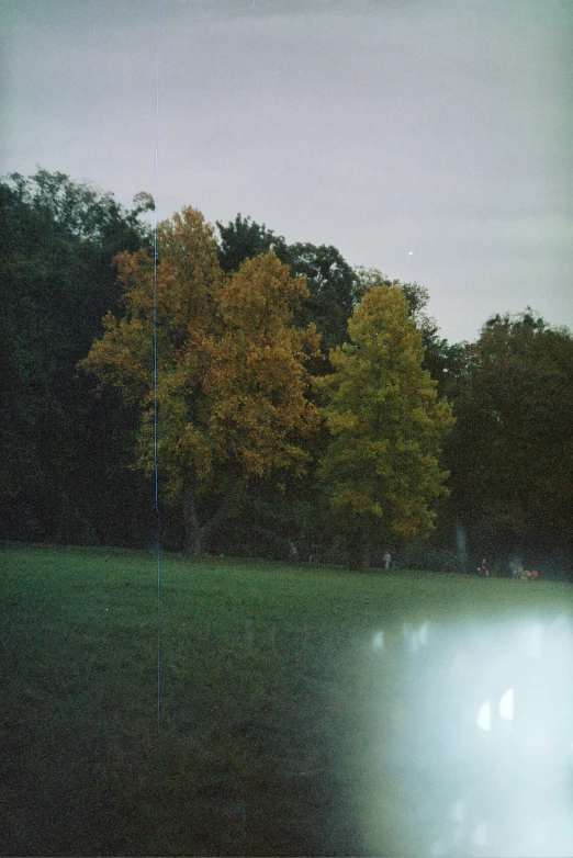 some trees with green grass and white light