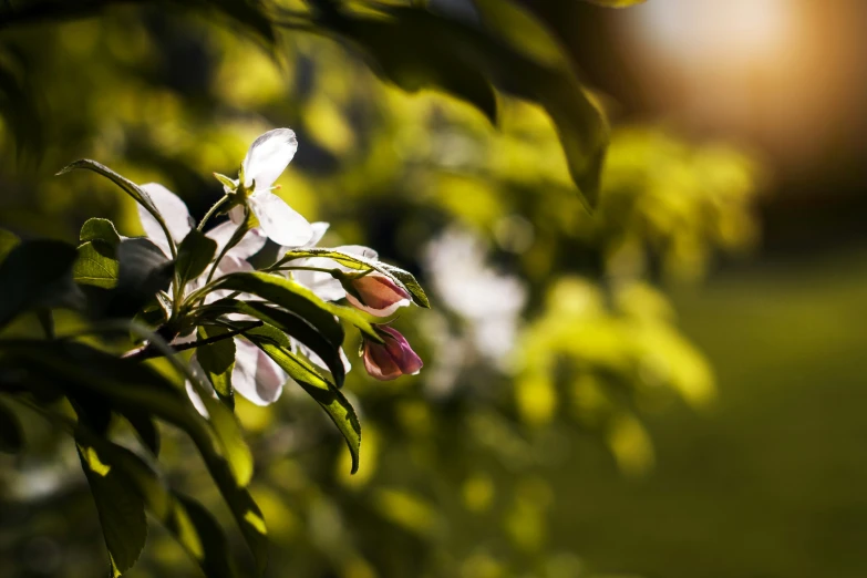 a tree nch that has some flowers growing in it