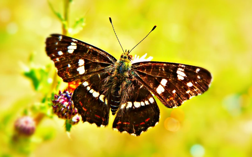 a erfly sitting on top of a green plant