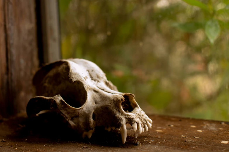 the white skull of a boar is displayed