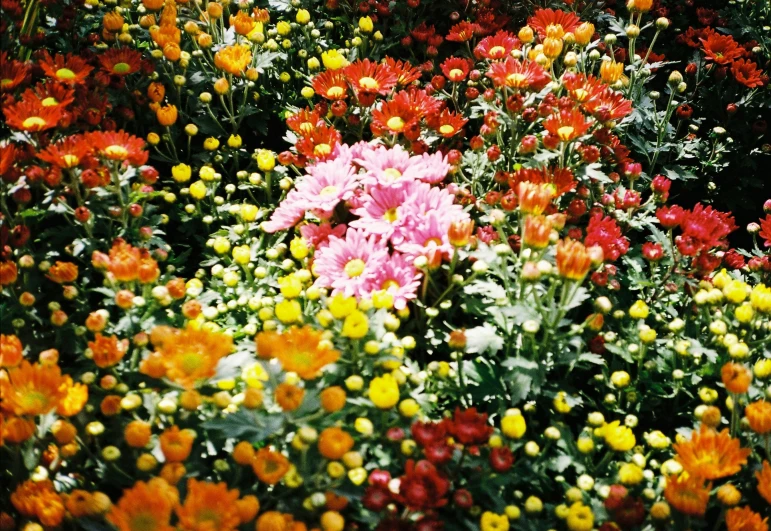 a garden filled with lots of flowers and dirt