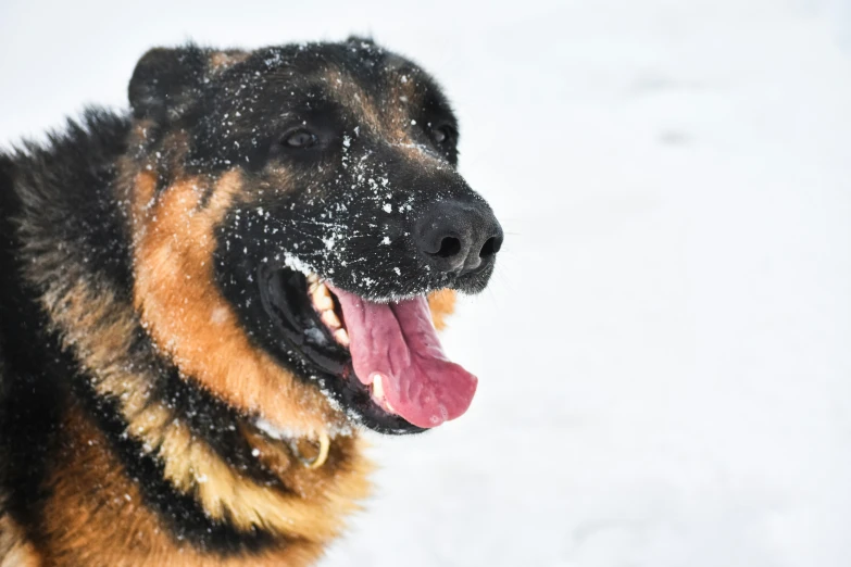 a large dog with its tongue out on the snow
