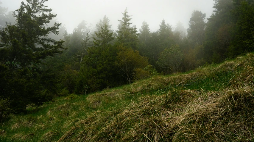 a bunch of tall trees sit on the hillside