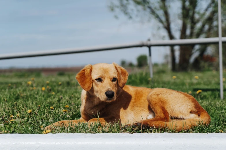 a small brown dog sitting in the grass near a fence