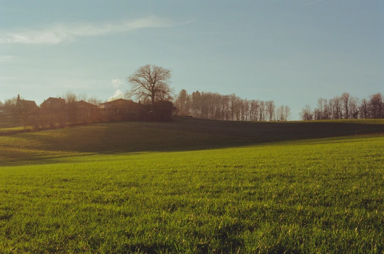 a single cow is grazing on an open field