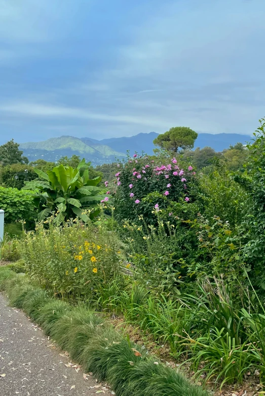 an empty street leading through some shrubbery