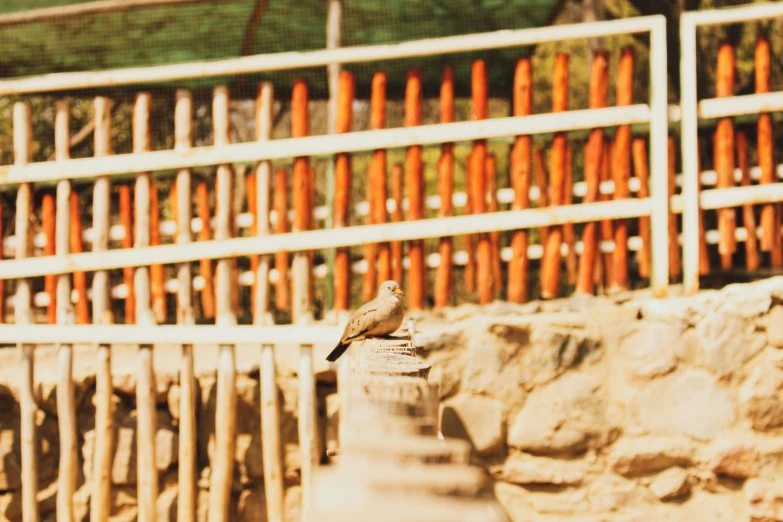 a small brown bird standing on the cement next to a fence