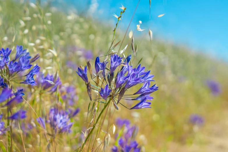 flowers in the field at the same time