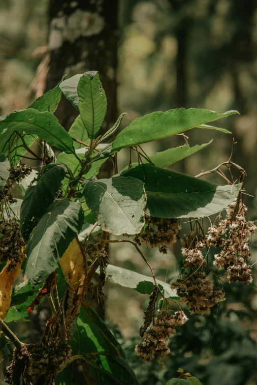 a leafy green tree in the forest