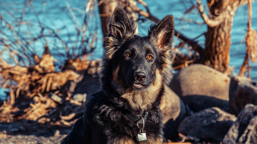 a brown dog sitting next to some rocks