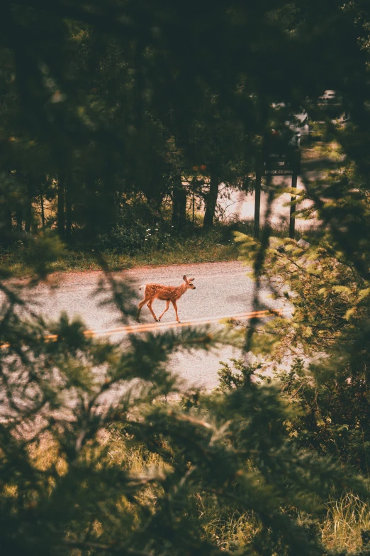 the moose is walking away from the trees on the road