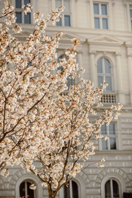 a small tree with white flowers in front of a building