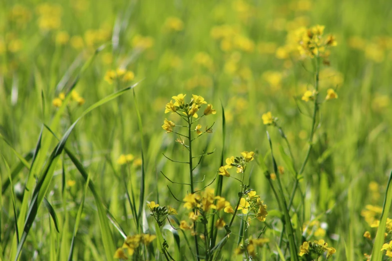 the yellow flowers are blooming in the green grass