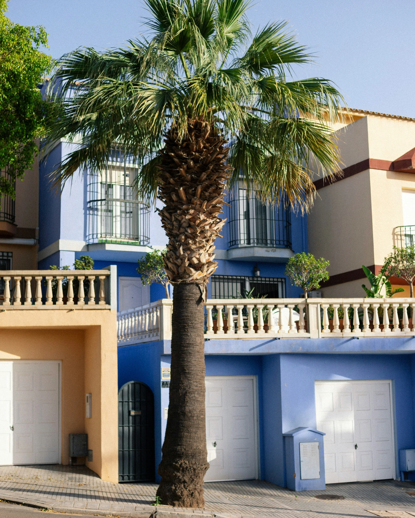 a palm tree and some building with garage doors