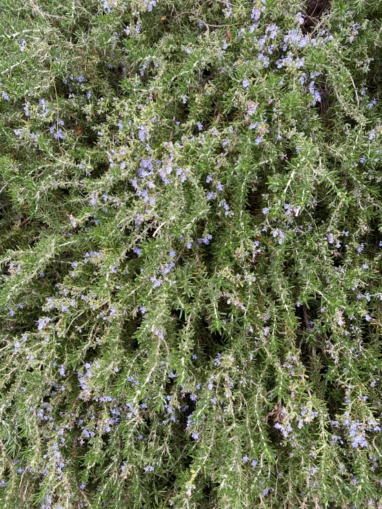 a large patch of green grass and tiny purple flowers