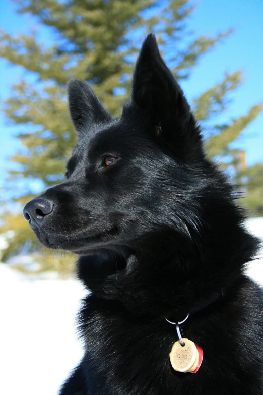 a black dog sits in the snow near pine trees