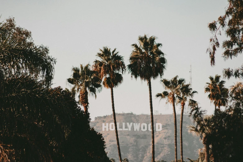 palm trees surround a sign in front of mountains