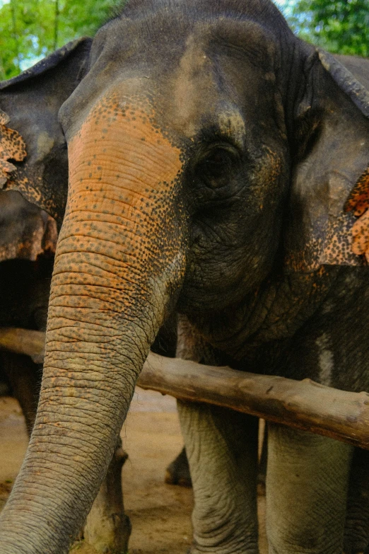 a close up of an elephant in dirt and trees