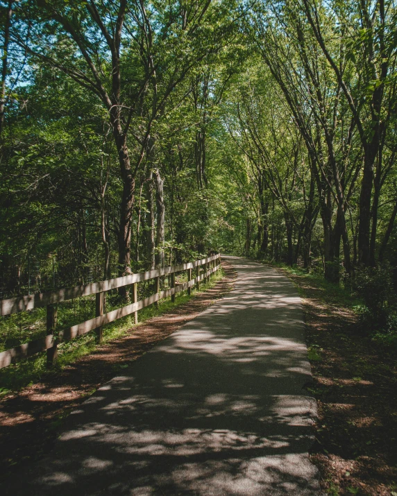 a park trail running between several trees and bushes