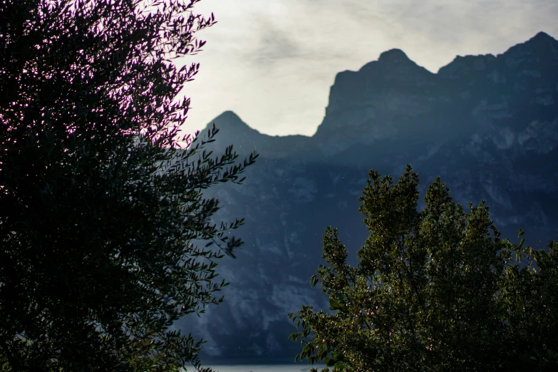 purple flowers are in the foreground with a view of mountains