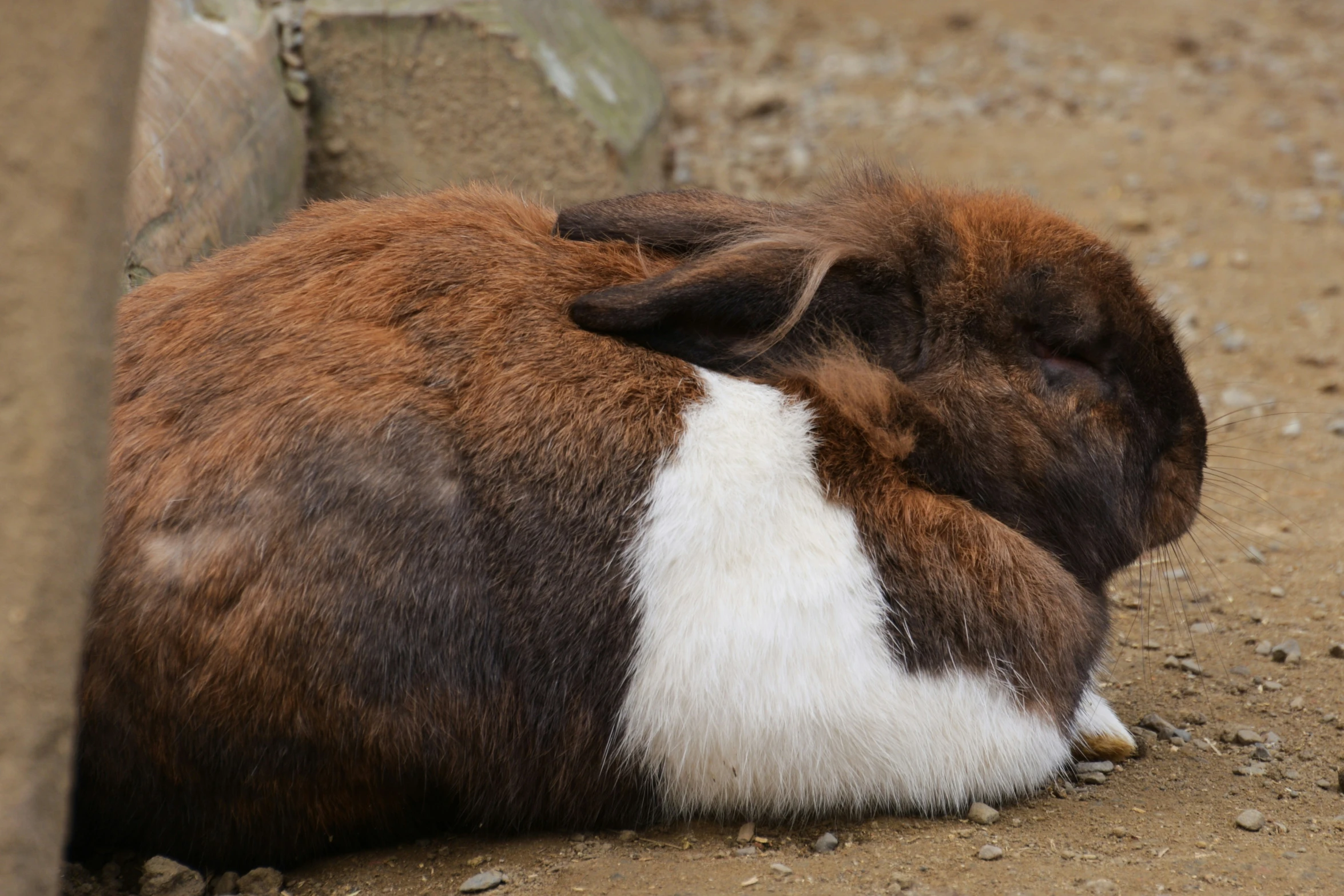 the baby goat is laying down on the ground