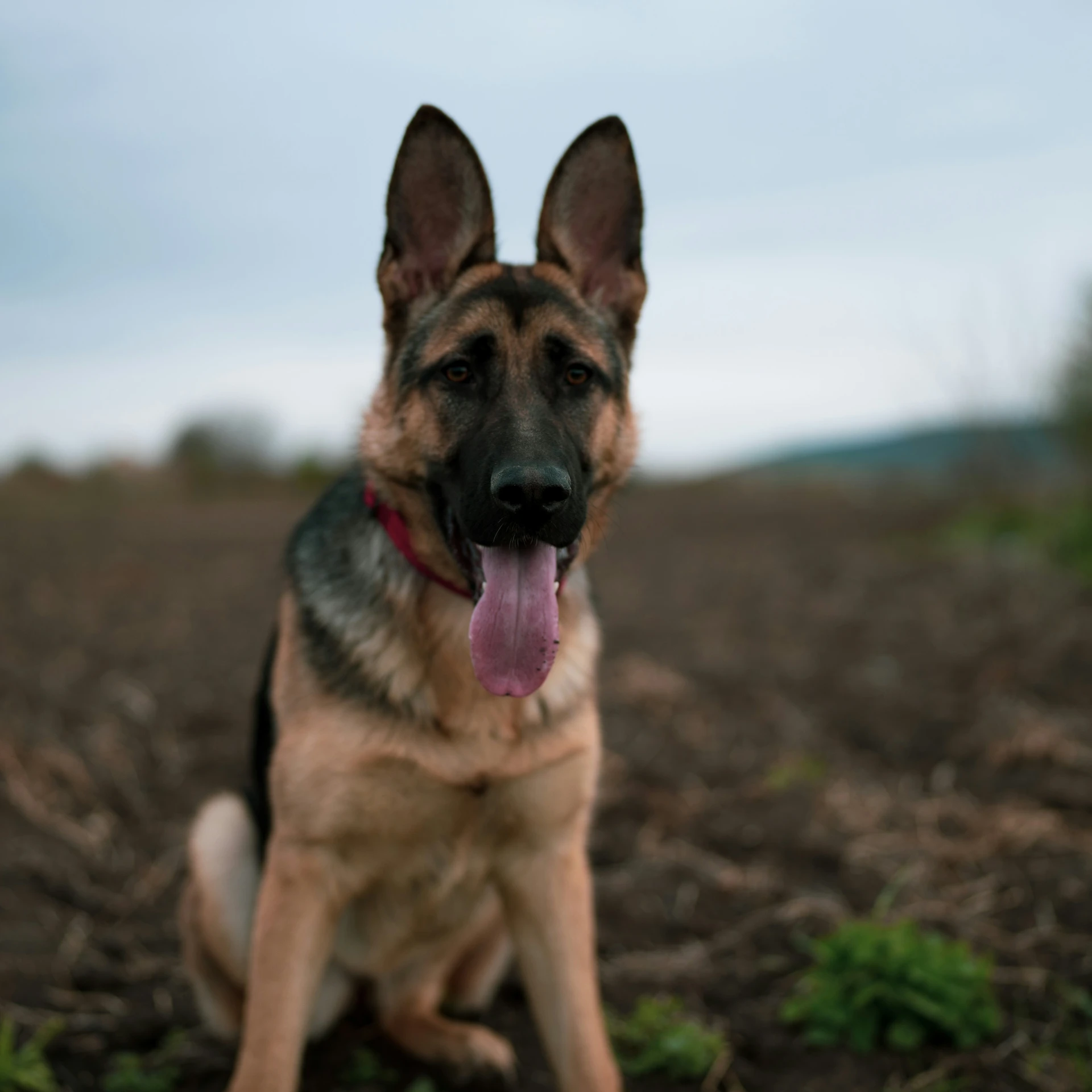 a german shepherd sitting on the ground panting