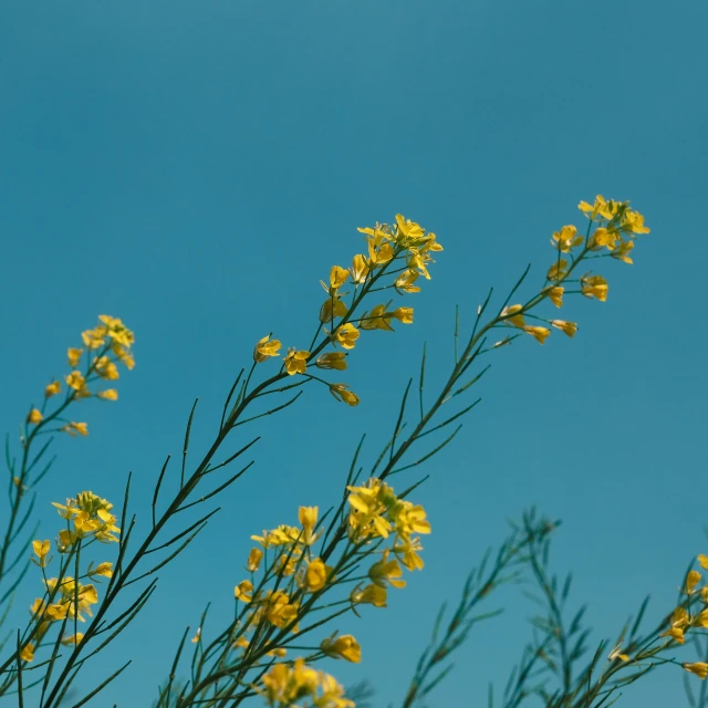 yellow flowers against blue sky with no clouds