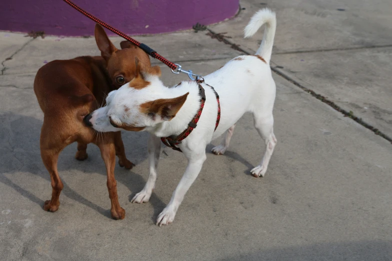 two small dogs one is looking at the other and licking