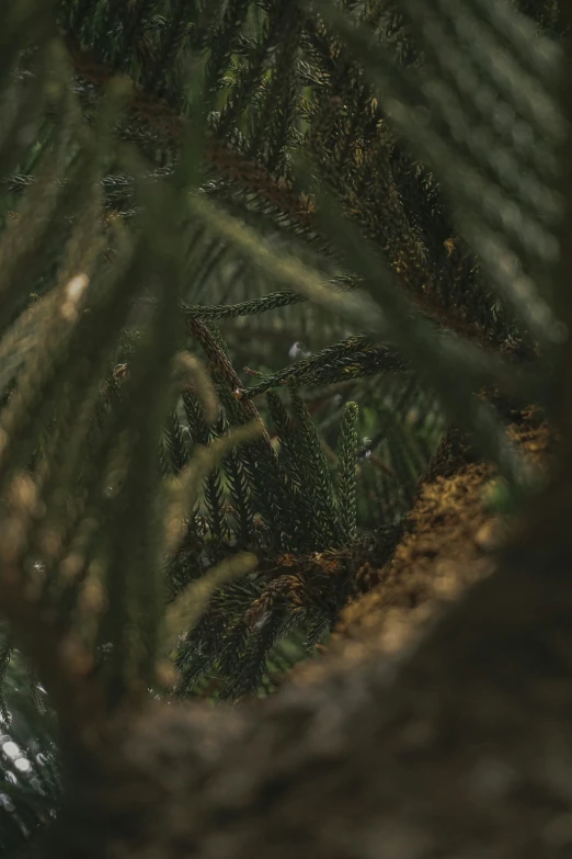 a close up view of a bird sitting on a tree