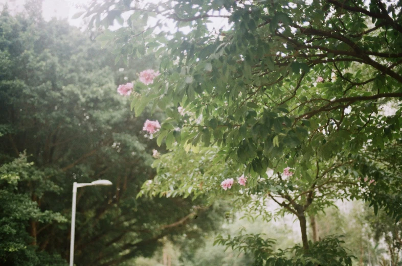 the street light is lit by the pink flowers