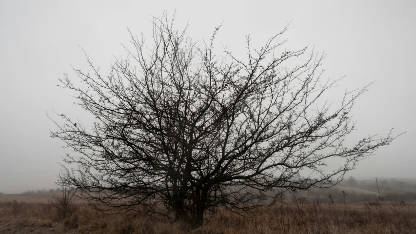 a barren tree in a field on a hazy day