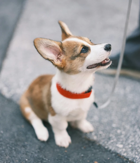 the small brown and white dog has his tongue hanging out