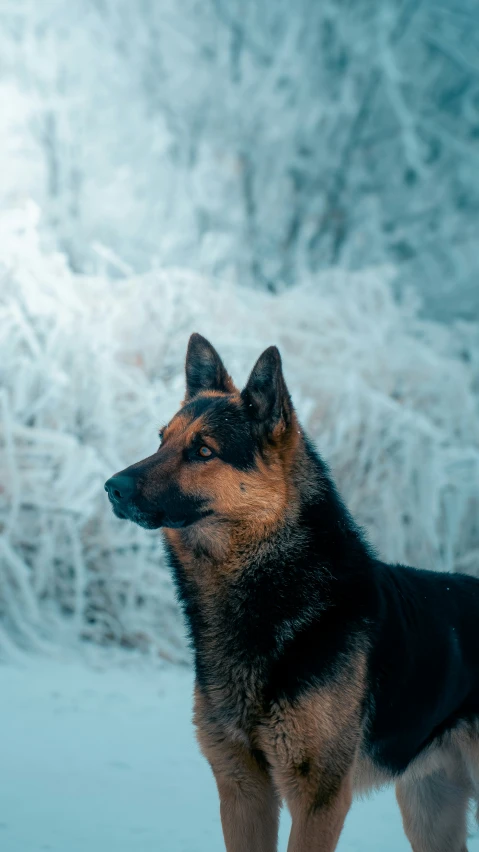 a black, brown and white dog in a snowy area