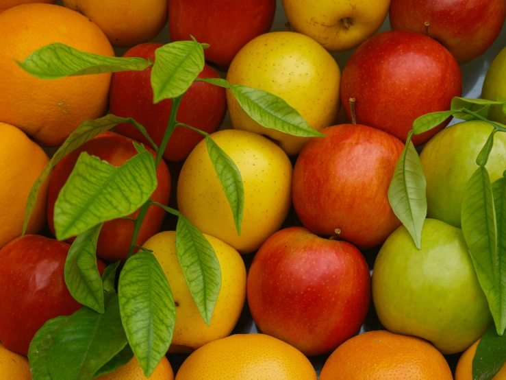 close up of fruit with green leaves growing out of them