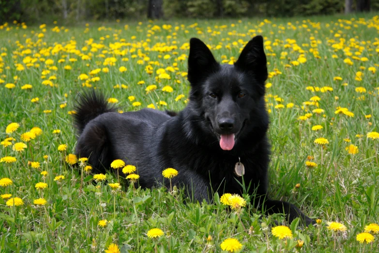 a black dog laying in a grassy field with flowers