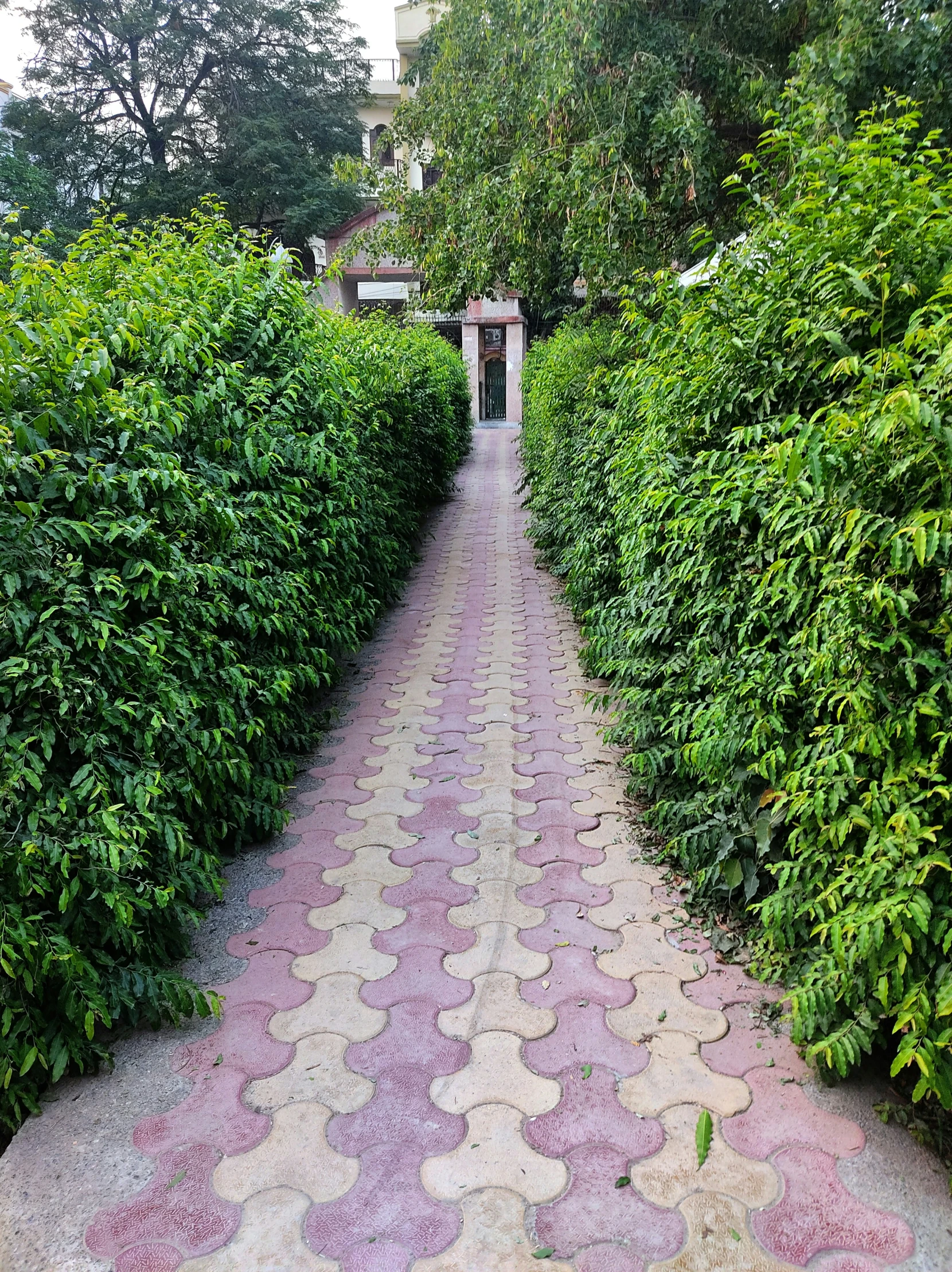 there is a walkway through a couple of bushes