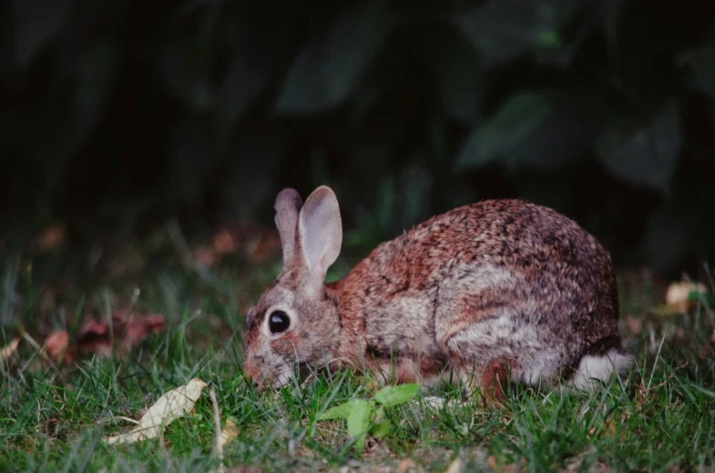 the rabbit is sitting in the grass