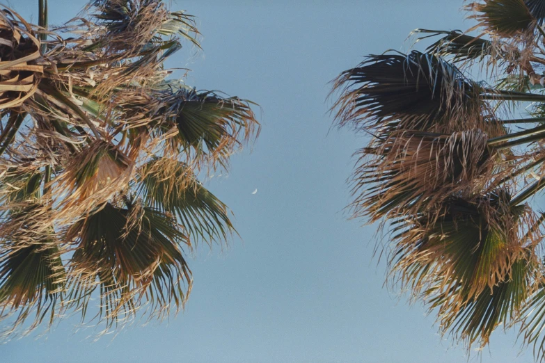 a jet flying in the sky next to two trees