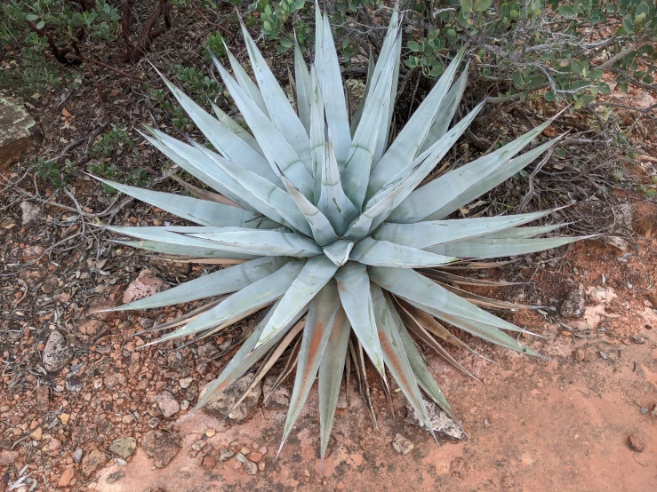 an agavema cactus is growing in the dirt