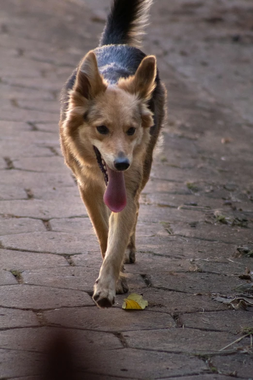 the dog is walking on a sidewalk while wearing a hat