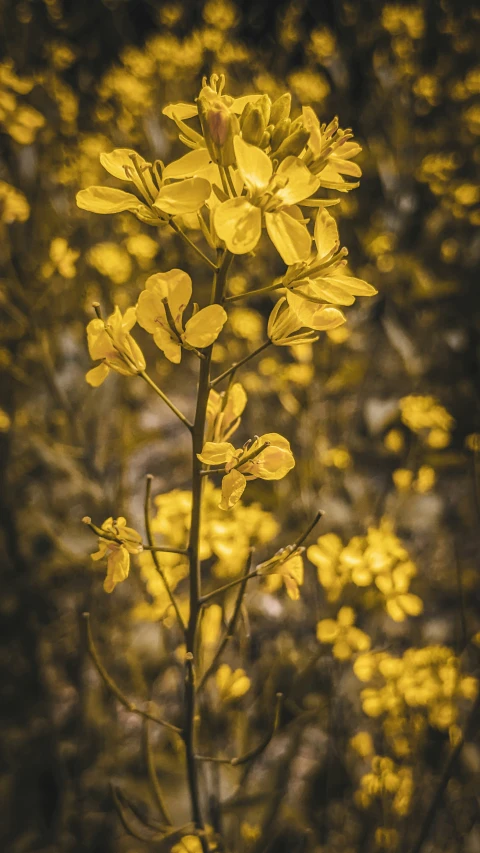 the plant is yellow and it has little green buds on it