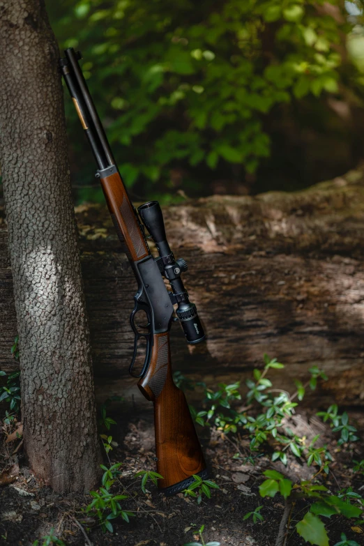 an old style rifle mounted to a tree trunk