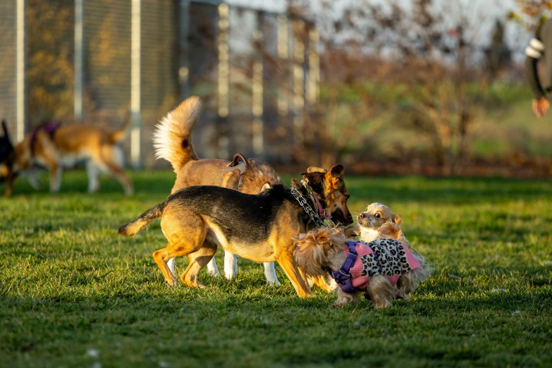 three dogs playing in the grass with another dog