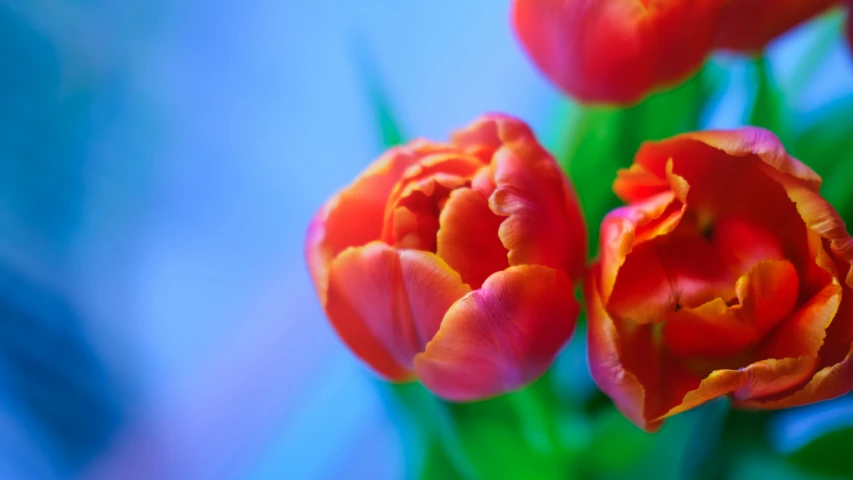 three orange tulips are set next to each other