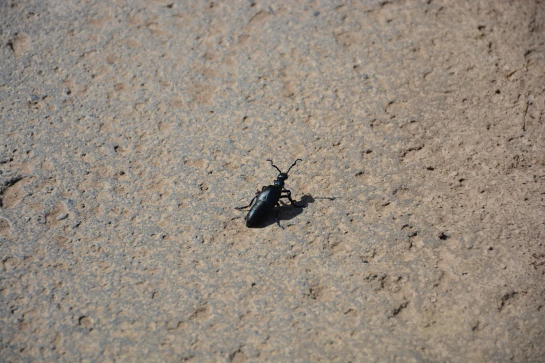 an insect crawling on the sand in the desert