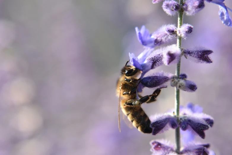 a picture of a flower with one insect on it