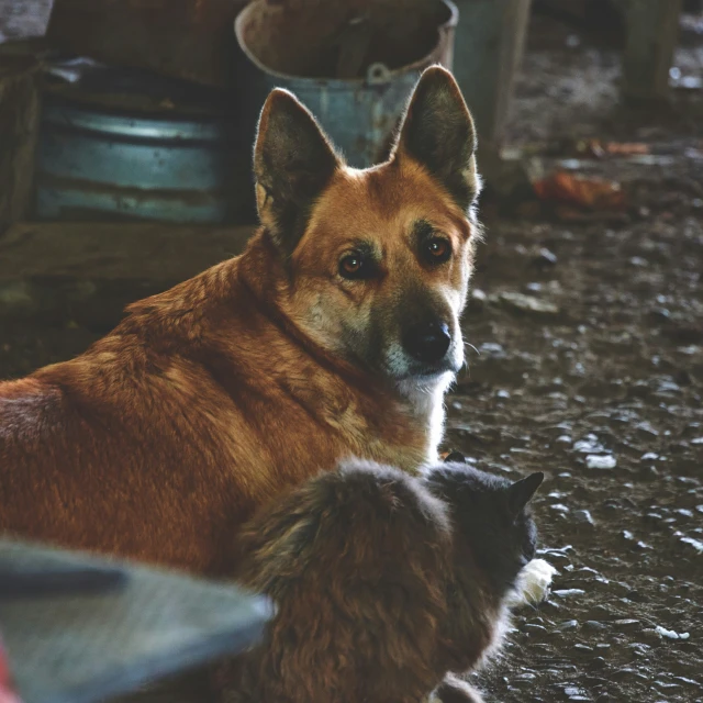 a dog standing up with a cat by its side