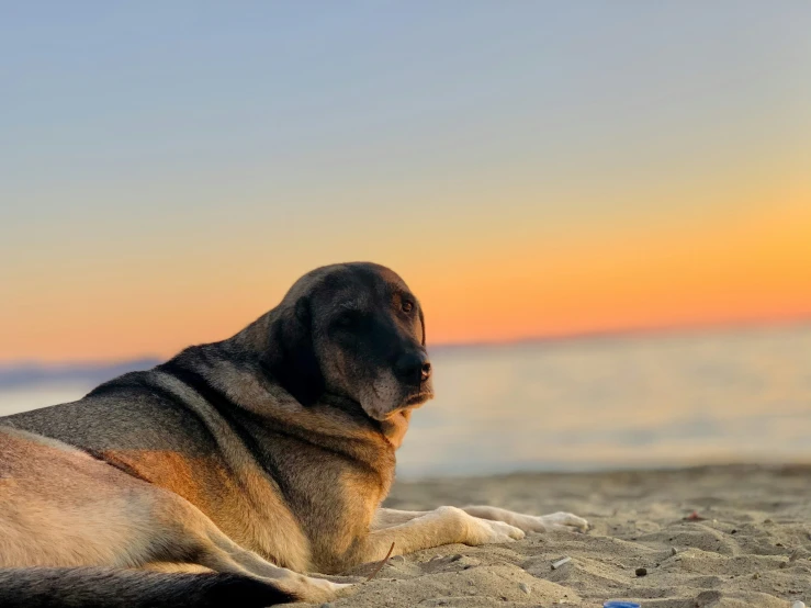 a dog laying on the sand at sunset by the water