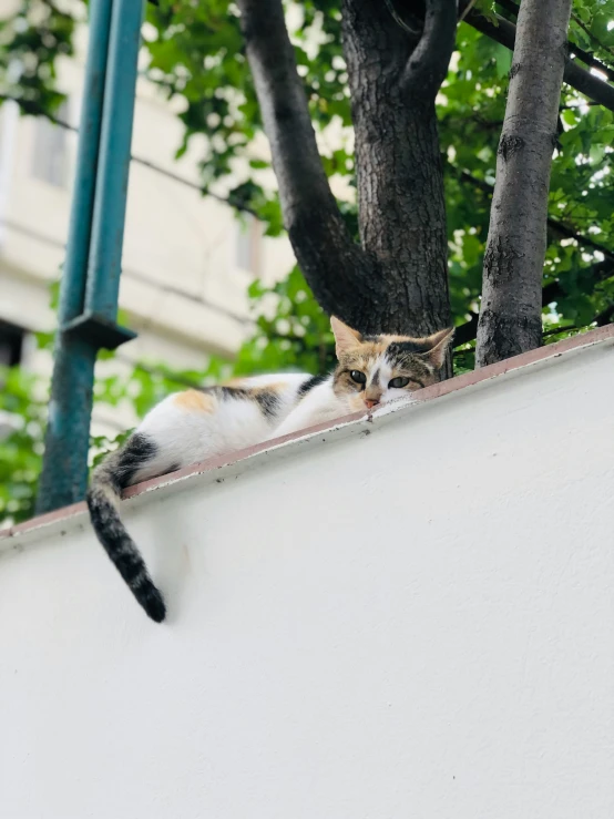 a cat laying down on top of a wall near trees