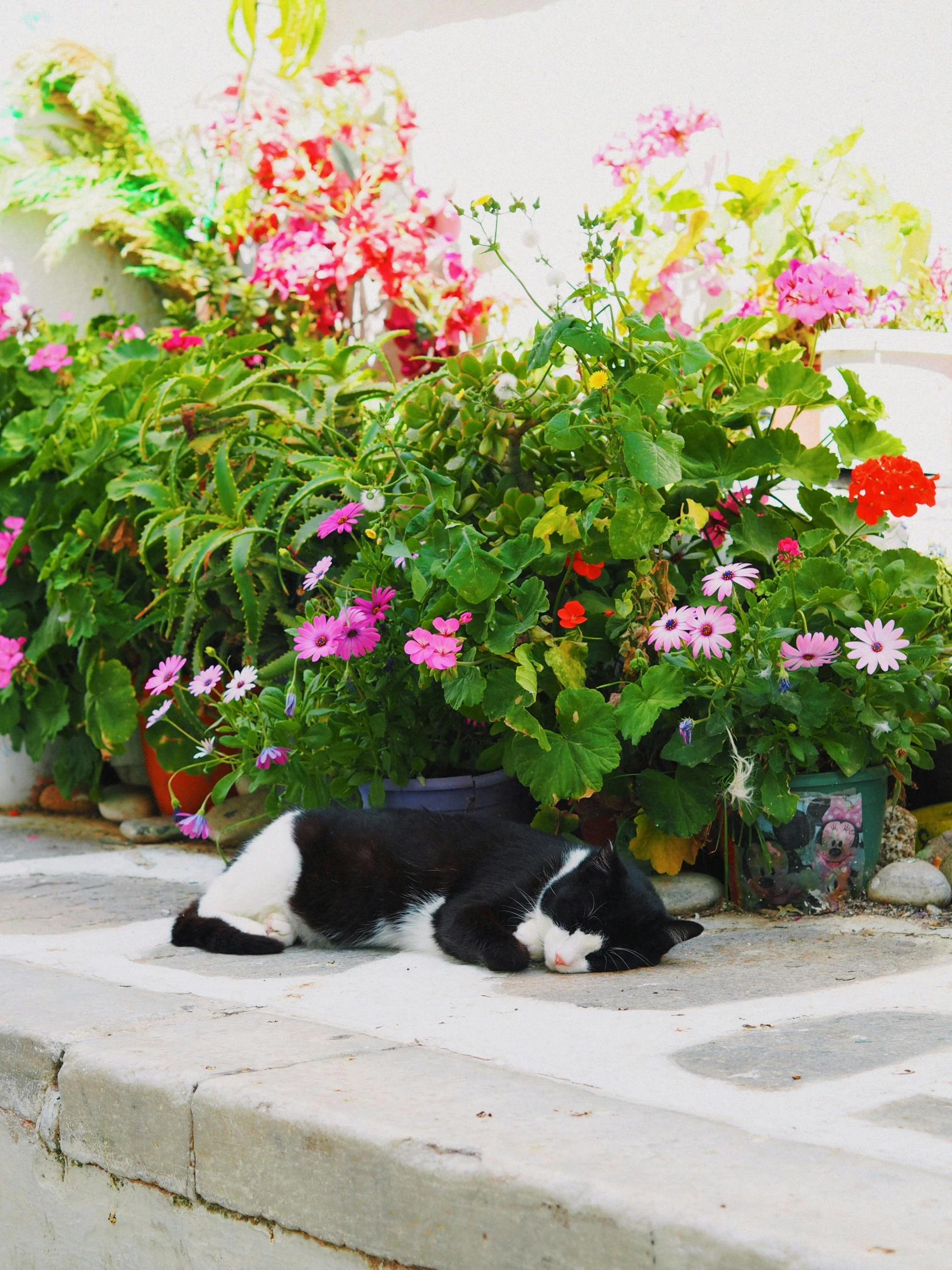 a black and white cat laying next to a plant with bright pink flowers in the background